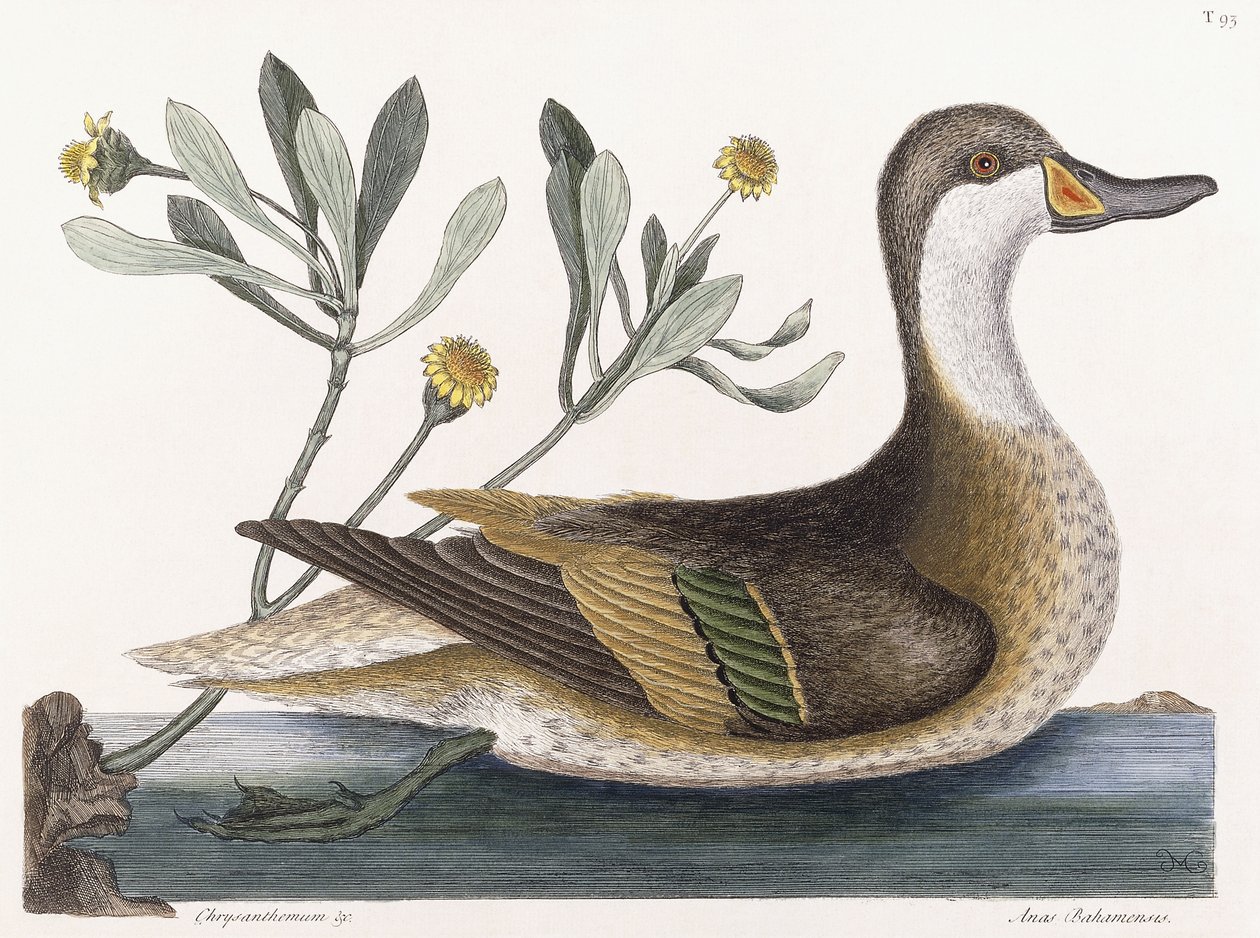 Krizantém stb alkotó: Mark Catesby