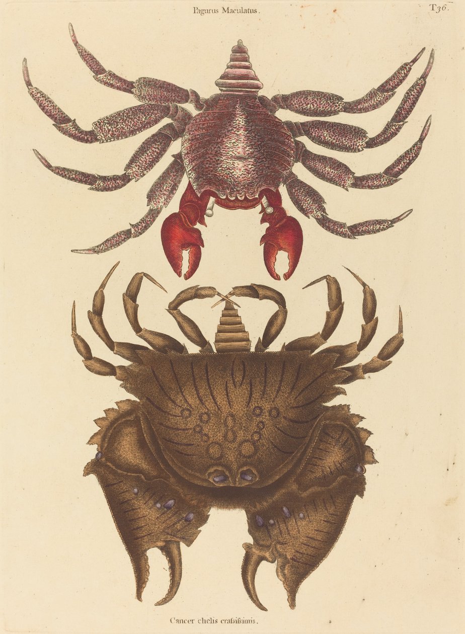 Vörös foltos sziklarák (Cancer grapsus) alkotó: Mark Catesby