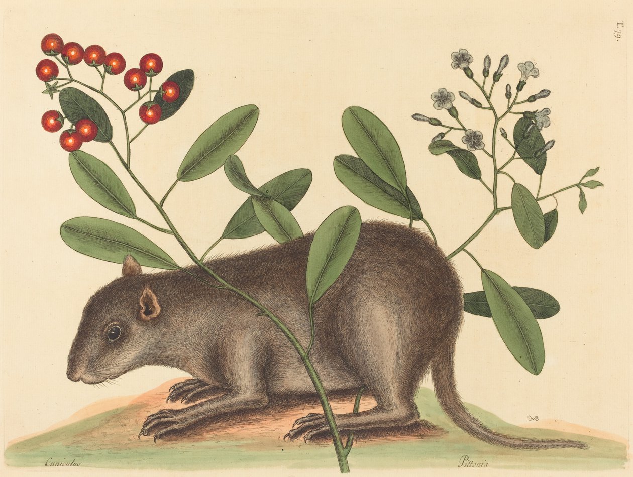 A Bahama Coney Mus Monax 1754-ben jelent meg. alkotó: Mark Catesby