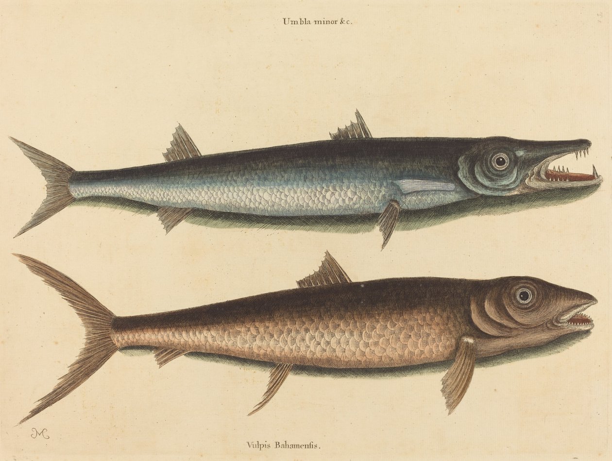 A barracuda (Esox barracuda) alkotó: Mark Catesby