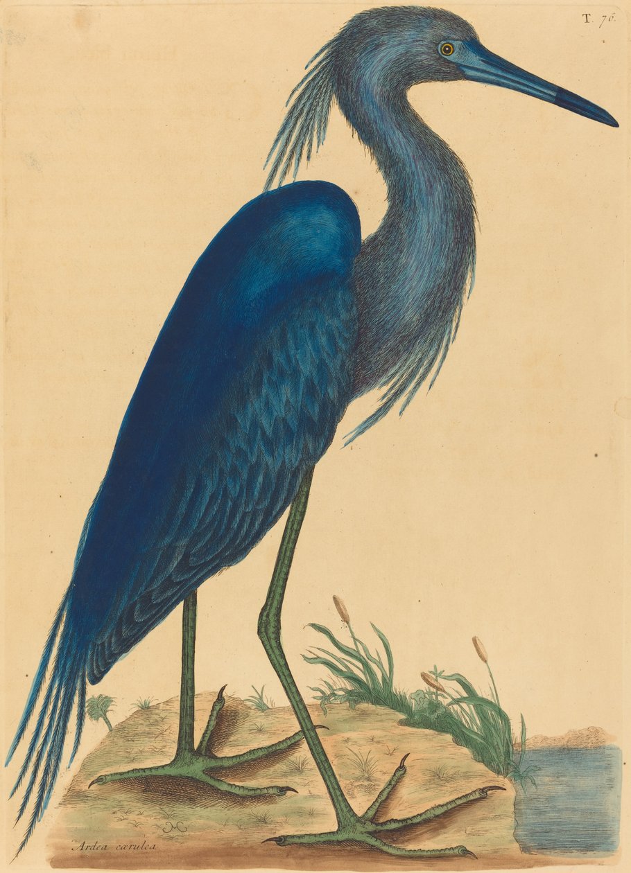 A kék gém (Ardea coerulea) alkotó: Mark Catesby