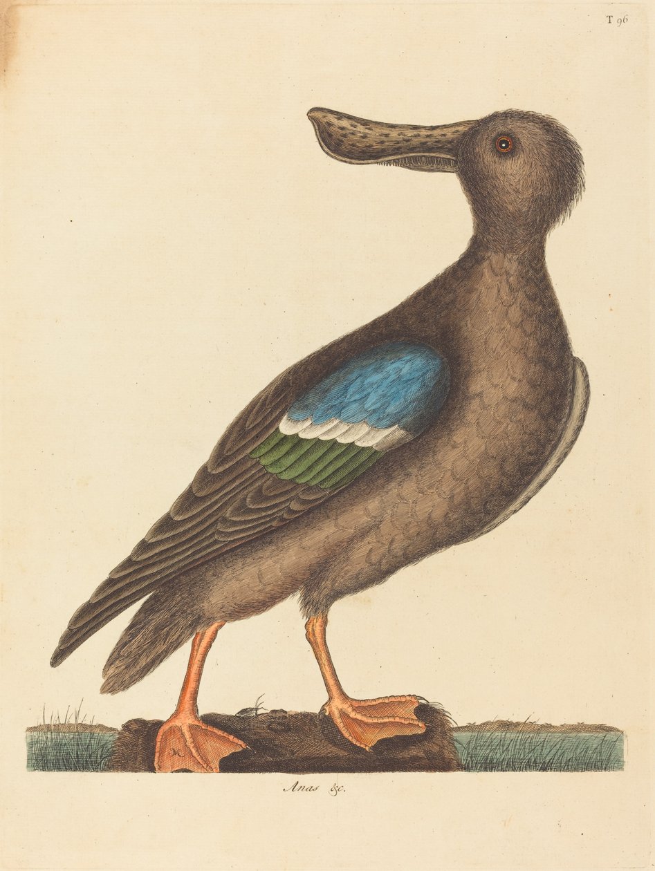 A kékszárnyú lapátos alkotó: Mark Catesby