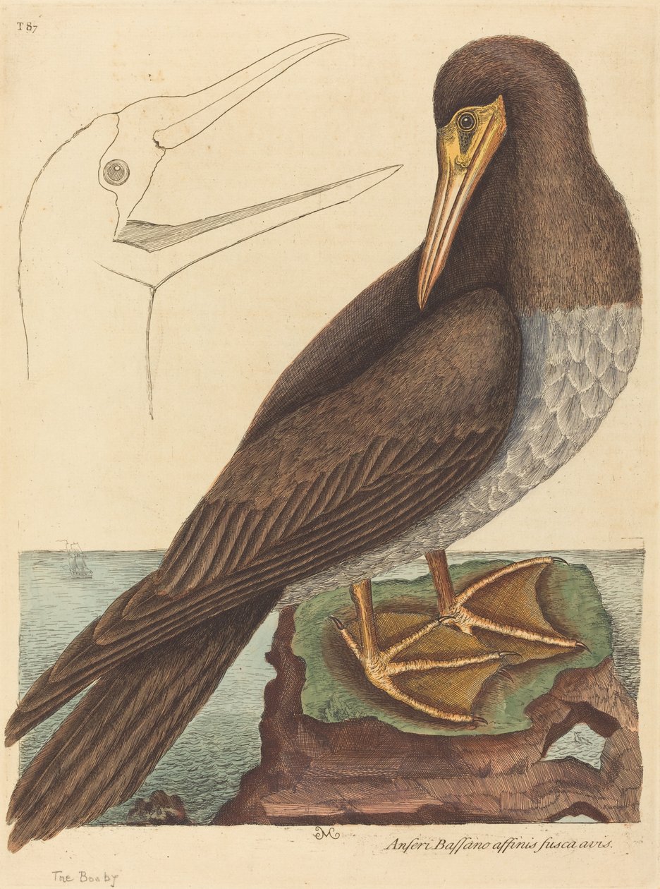 The Booby Pelecanus Sula, megjelent 1731-1743. alkotó: Mark Catesby