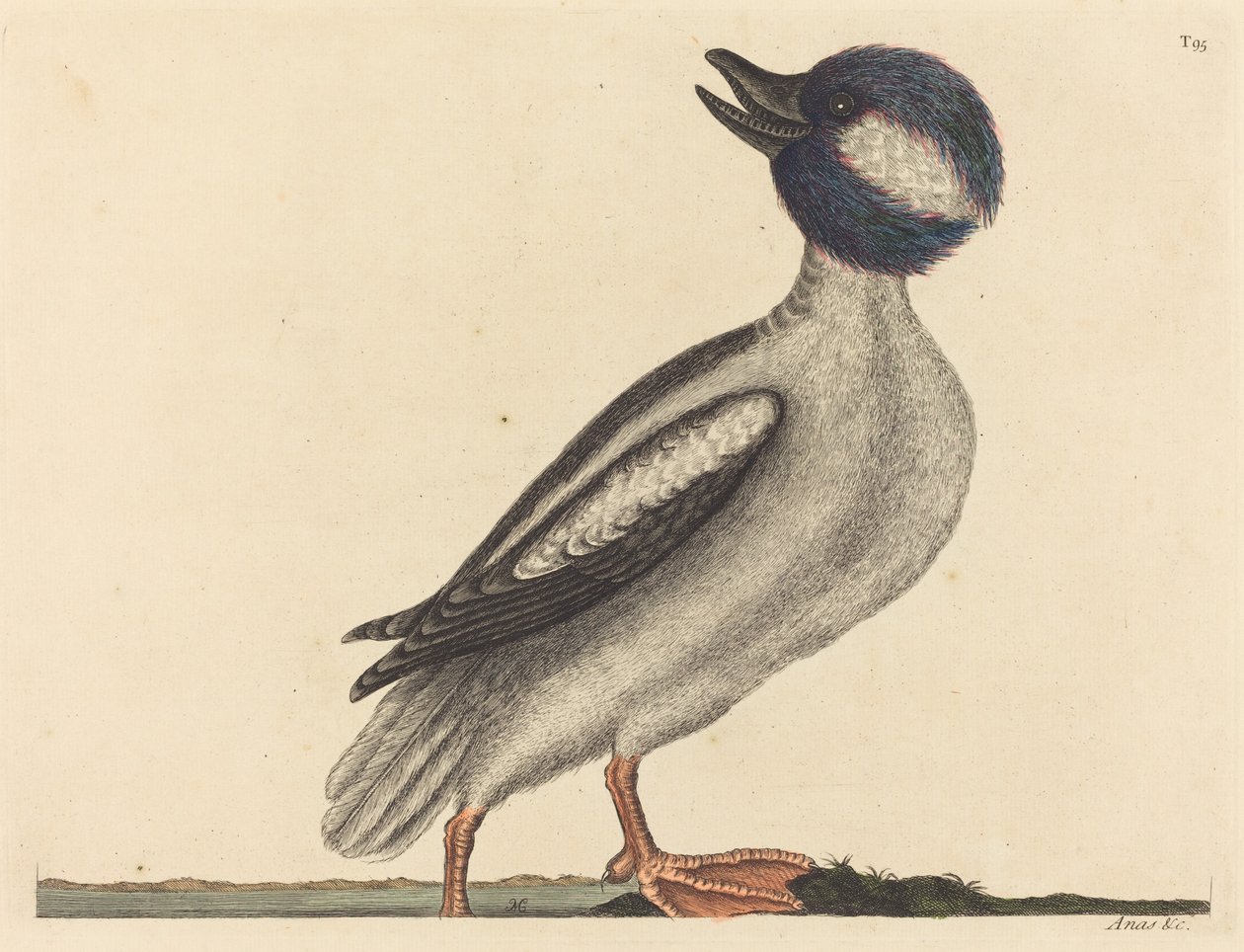 A bivalyfejű kacsa (Anas bucephala) alkotó: Mark Catesby