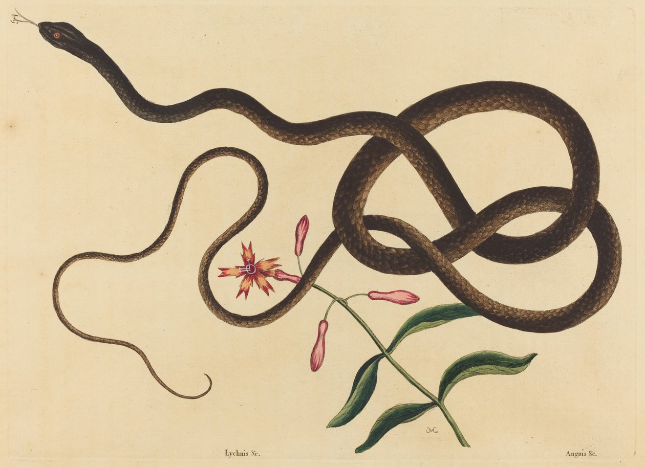 The Coach-Whip Snake (Coluber flagellum) alkotó: Mark Catesby