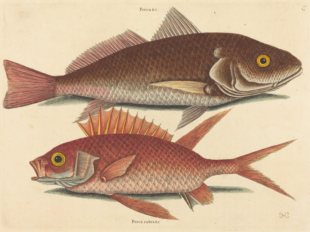 A Croker Perca undulata, 1731-1743 között. alkotó: Mark Catesby