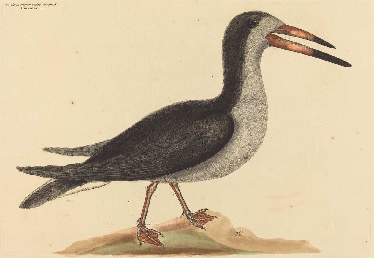 A Cutwater Rhynchops nigra, 1731-1743 között. alkotó: Mark Catesby