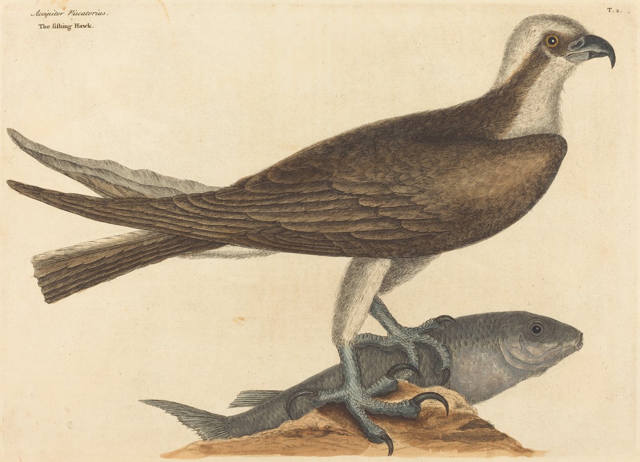 A halász sólyom (Falco haliaetus) alkotó: Mark Catesby