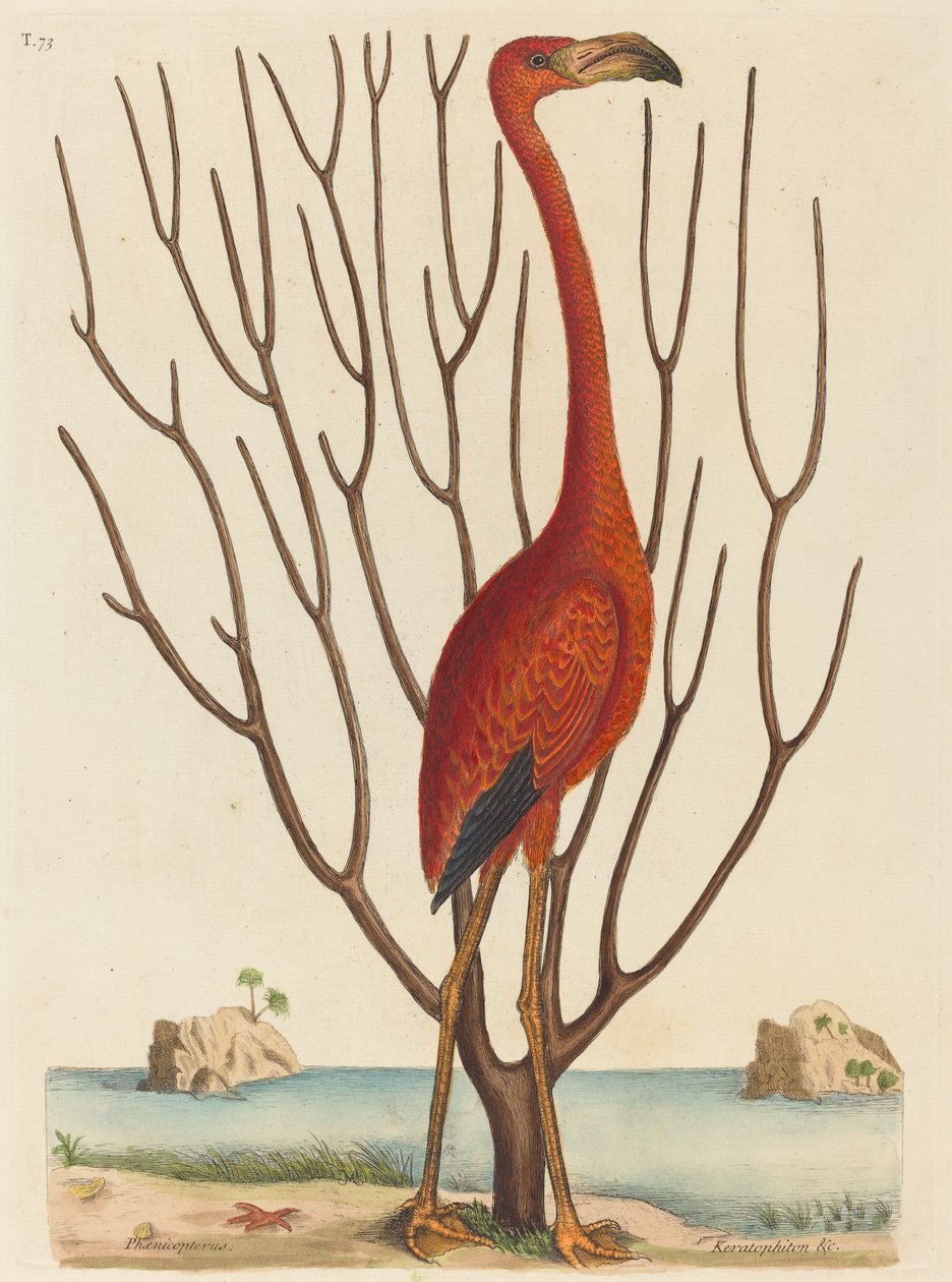 A Flamingo Phoenicopterus ruber, 1731-1743 között. alkotó: Mark Catesby