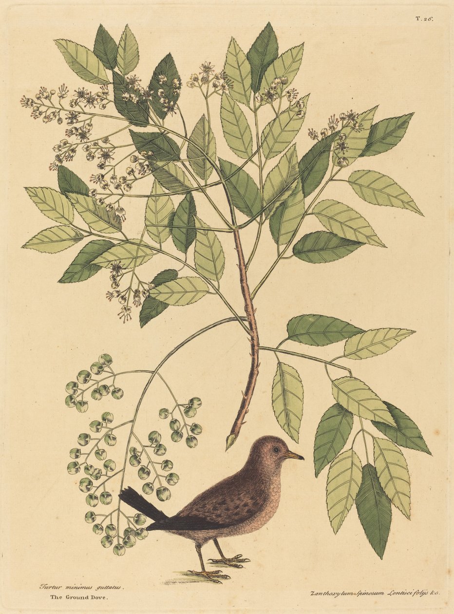 The Ground Dove Columba passerina, megjelent 1731-1743. alkotó: Mark Catesby