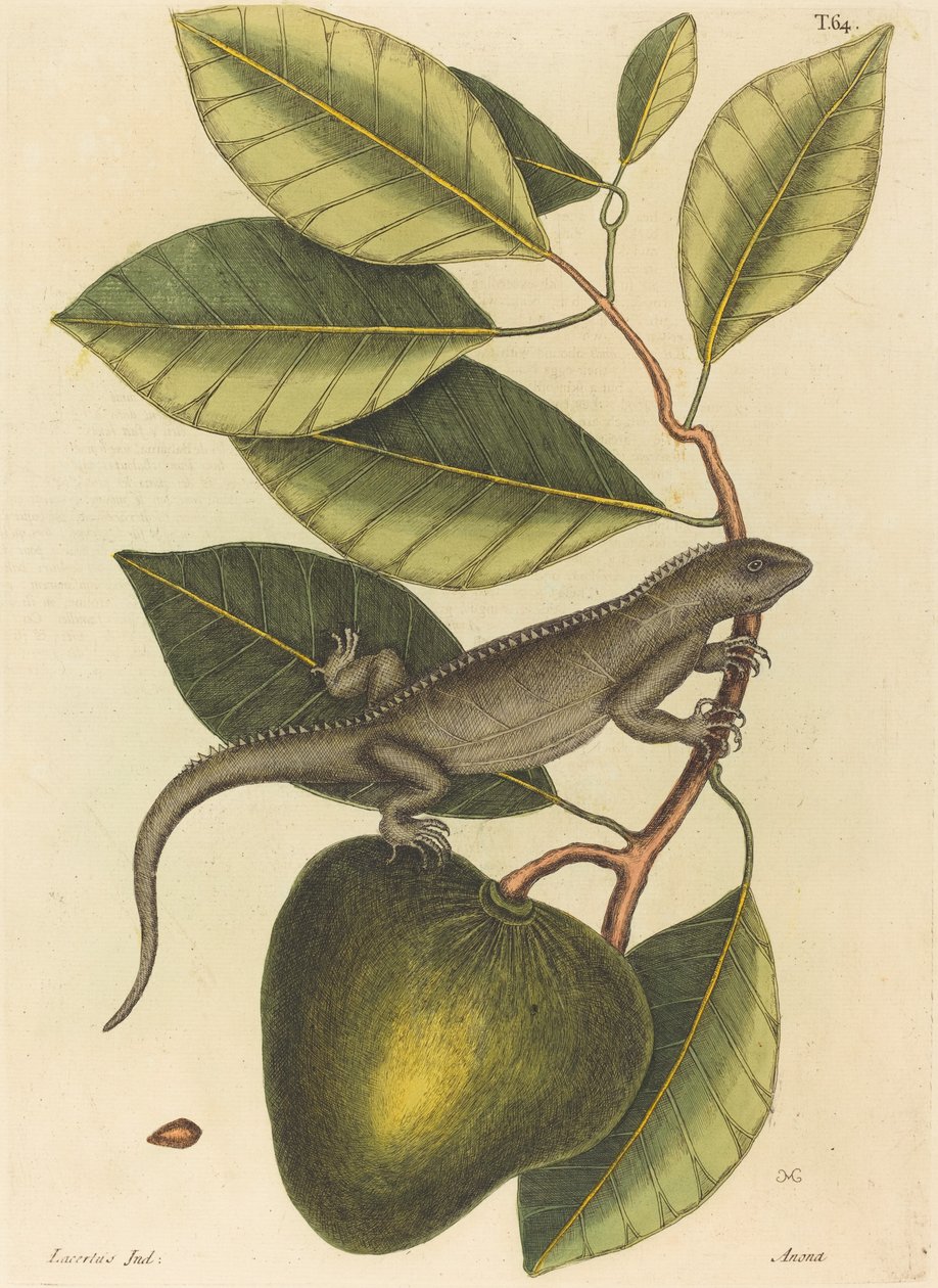 Guana (iguána gyík) alkotó: Mark Catesby