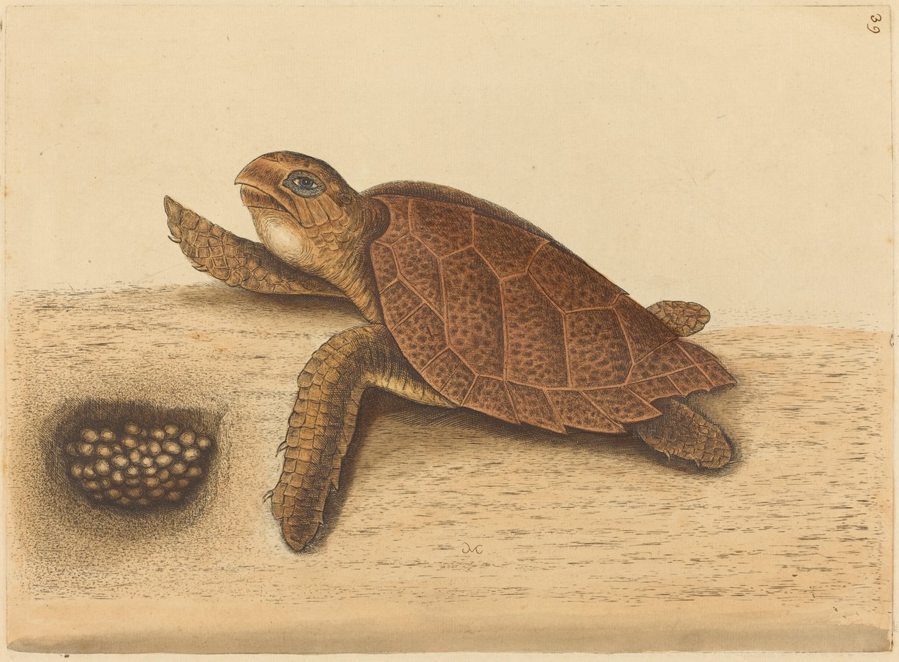 A Hawks-csőrteknős (Testudo caretta) alkotó: Mark Catesby