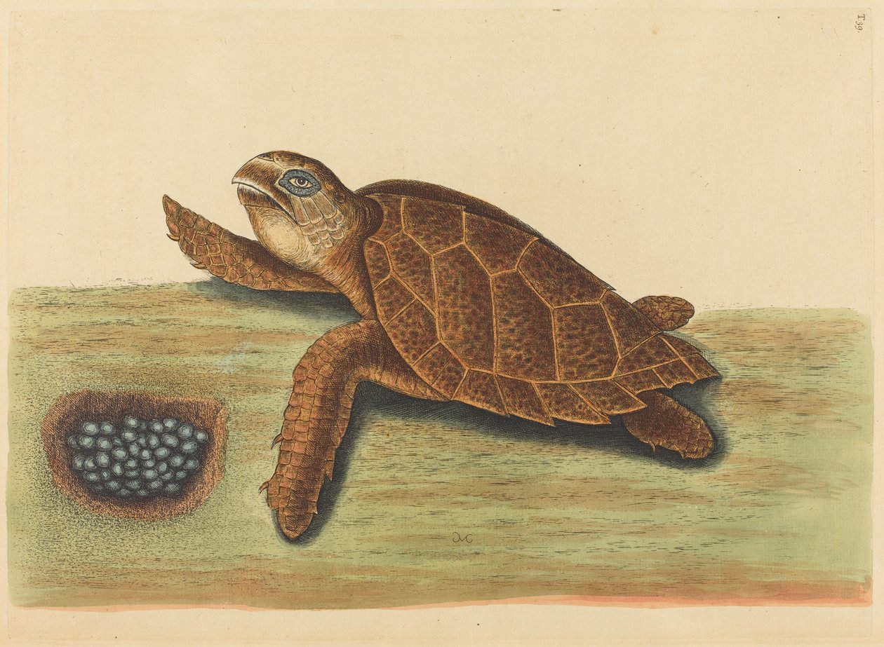 A Hawks-bill Turtle Testudo caretta, 1731-1743 között. alkotó: Mark Catesby