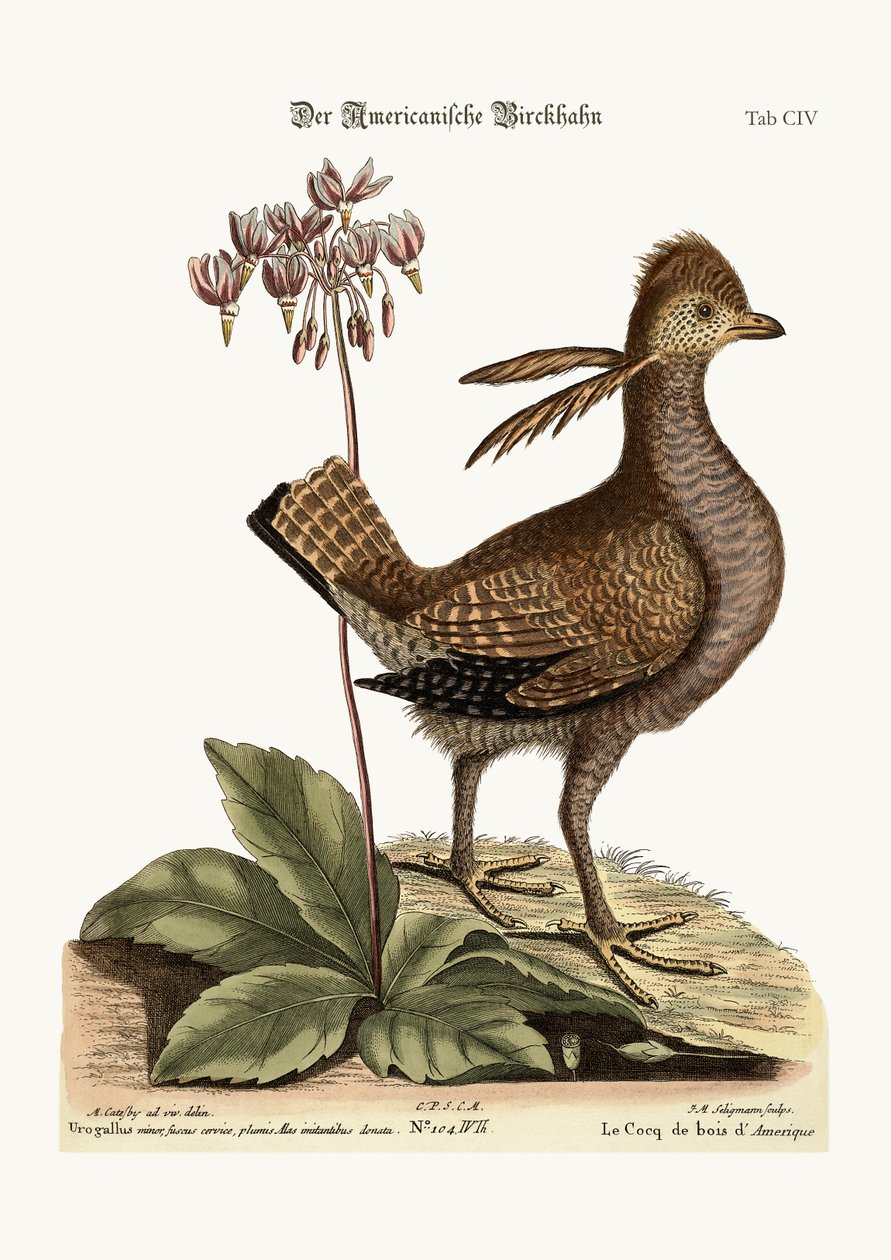 The Heathcock, 1749-73 alkotó: Mark Catesby