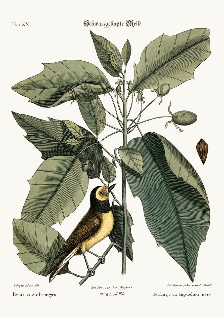 A csuklyás cinege, 1749-73 alkotó: Mark Catesby
