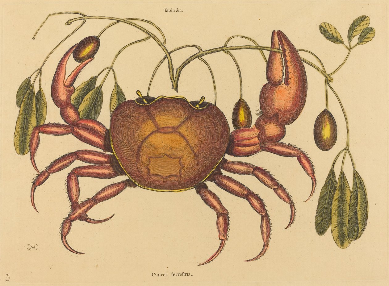 A szárazföldi rák (Cancer ruricola) alkotó: Mark Catesby