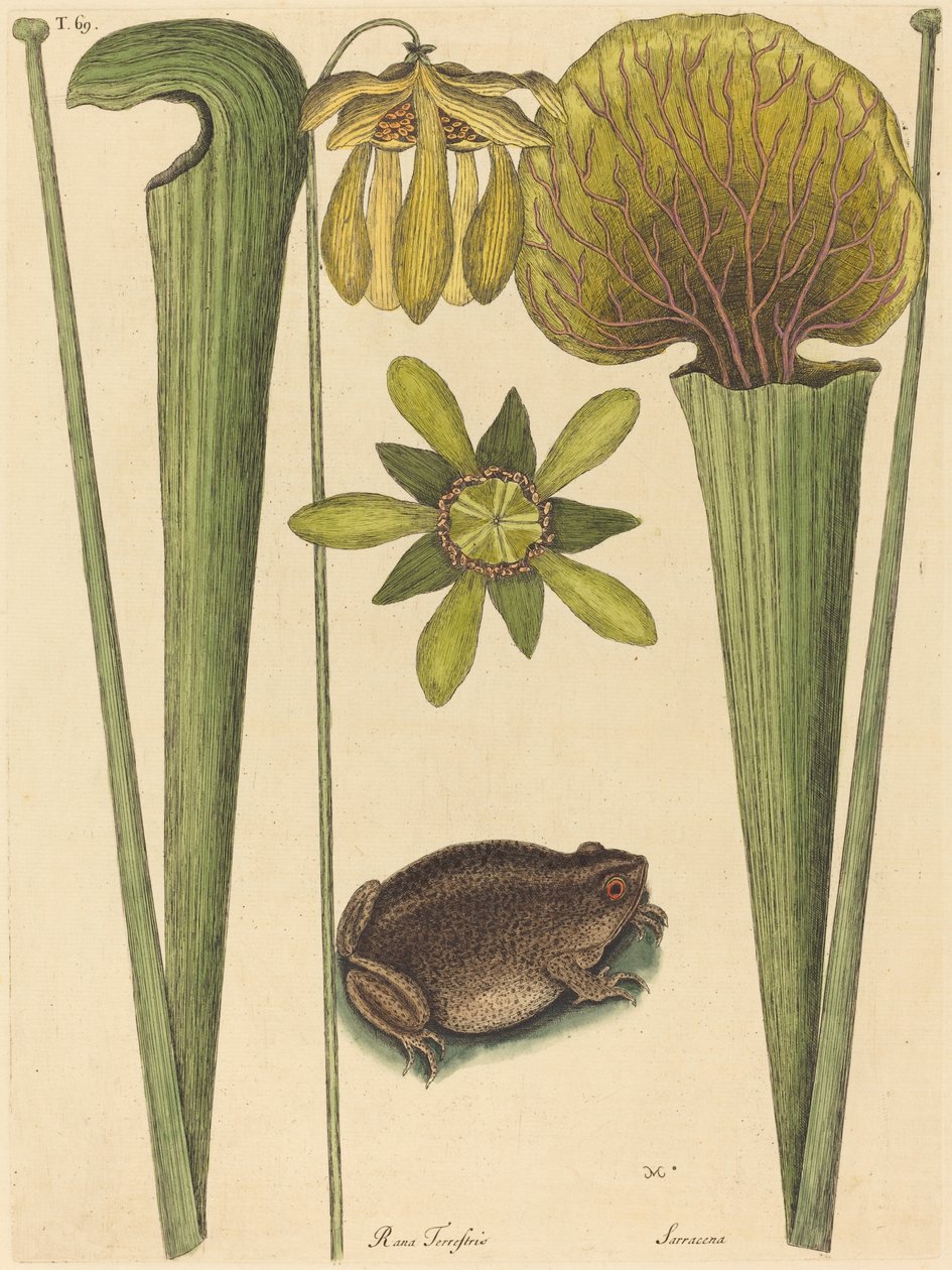 The Land Frog Rana, megjelent 1731-1743. alkotó: Mark Catesby