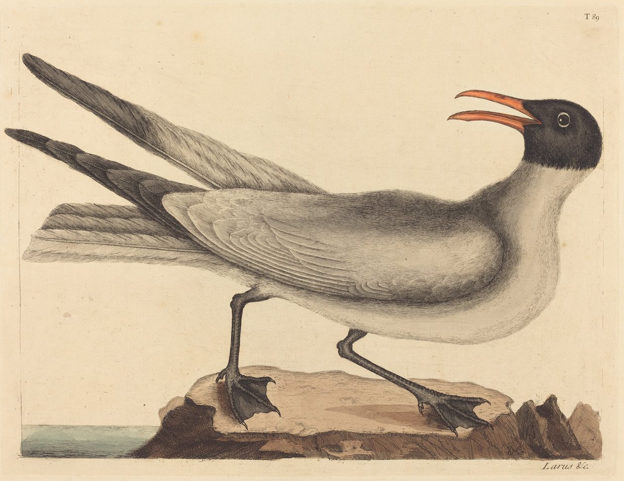 The Laughing Gull Larus articilla, megjelent 1731-1743. alkotó: Mark Catesby
