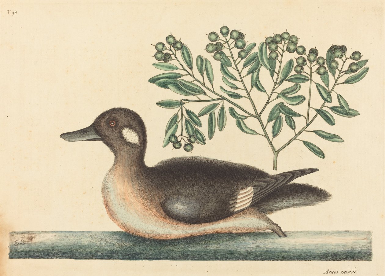 A kis barna kacsa (Anas rustica) alkotó: Mark Catesby