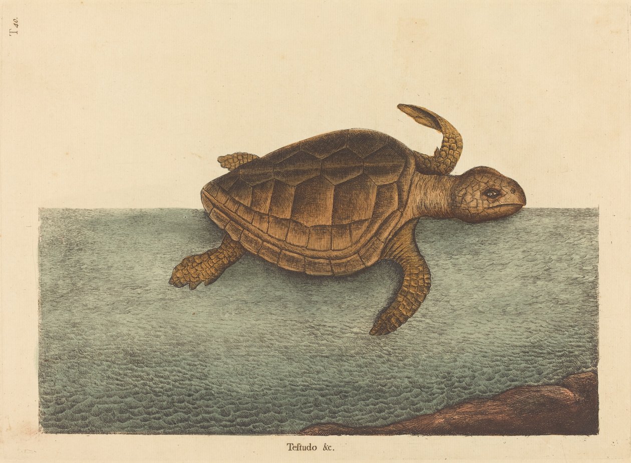 A favágófejű teknős Testudo Cavanna, megjelent 1731-1743. alkotó: Mark Catesby