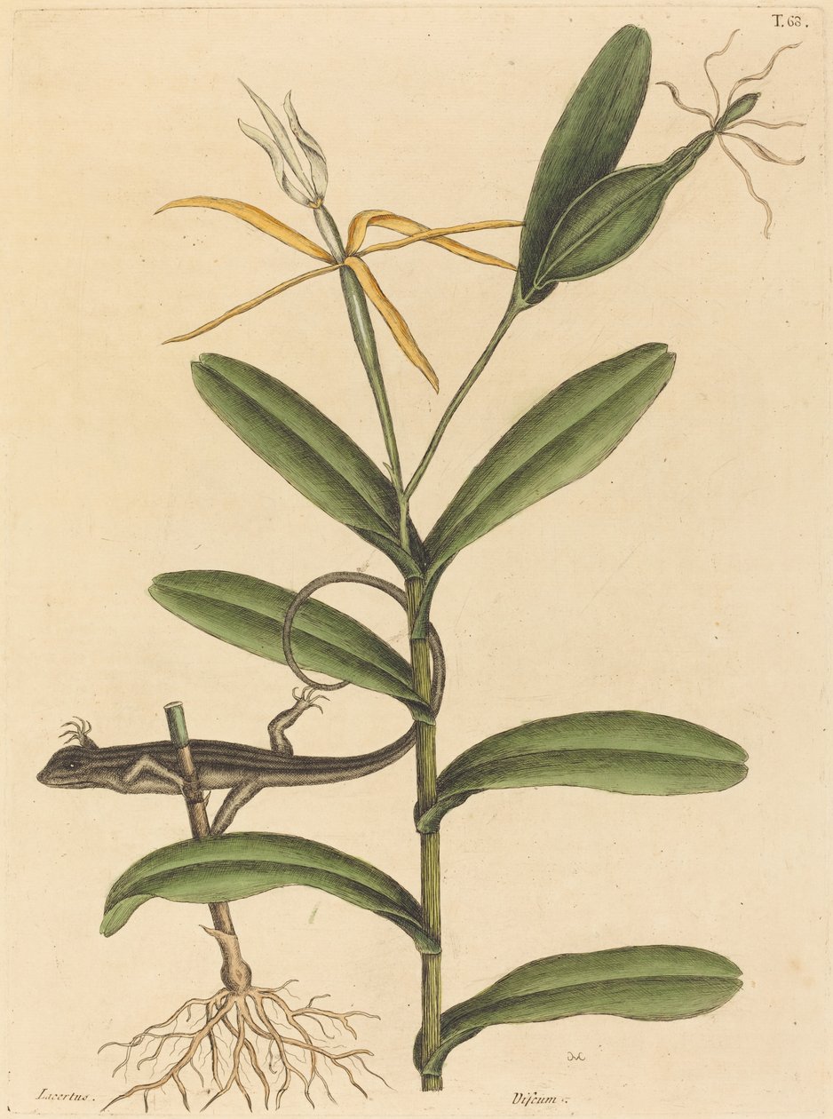 A lyoni gyík (Lacerta 6-lineata) alkotó: Mark Catesby