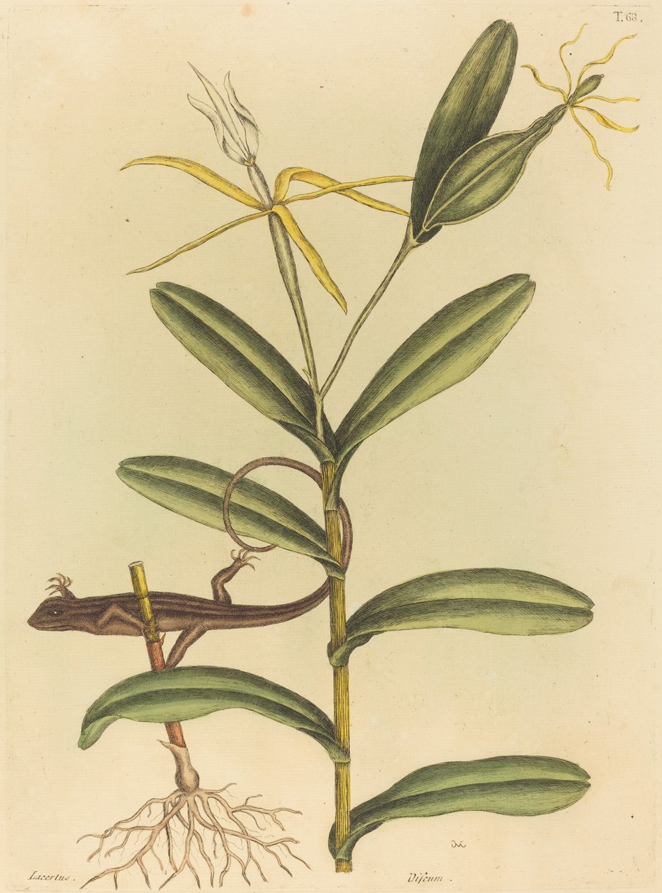 A lyoni gyík (Lacerta 6-lineata) alkotó: Mark Catesby