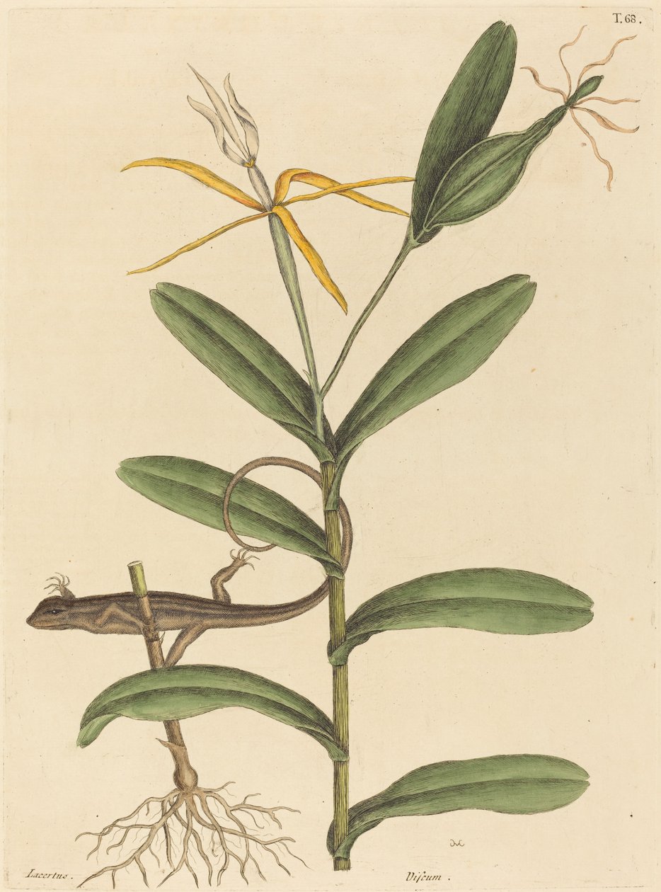 A Lyon Lizard Lacerta 6-lineata, 1731-1743 között. alkotó: Mark Catesby