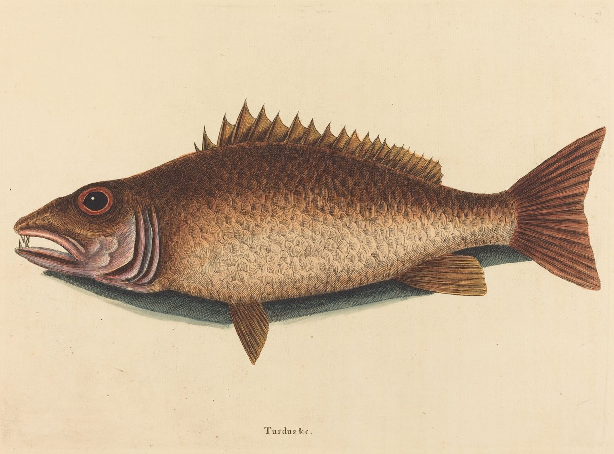 A Mangrove Snapper Labrus Griseus, megjelent alkotó: Mark Catesby