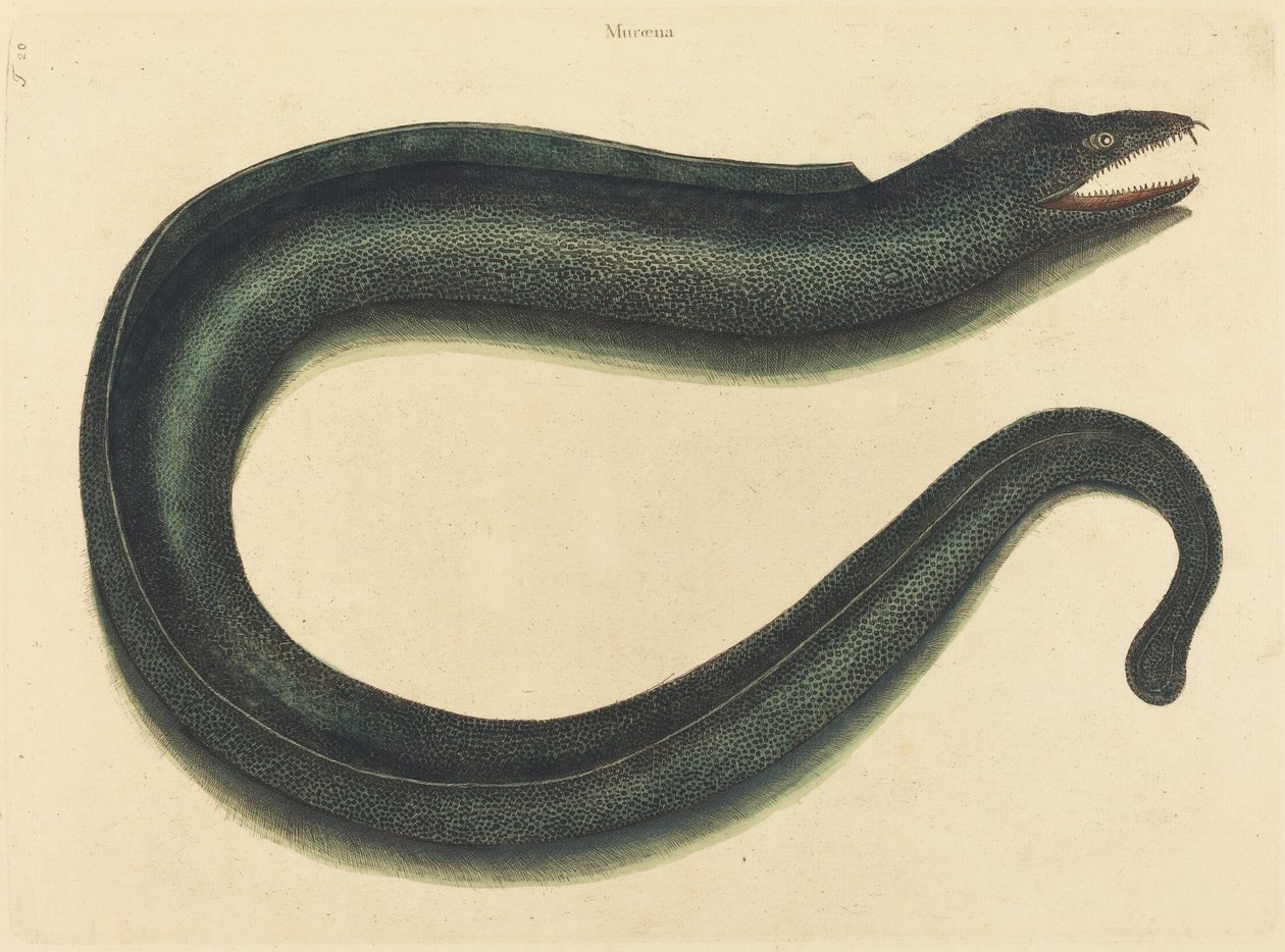 A Murray (Muraina Helena) alkotó: Mark Catesby