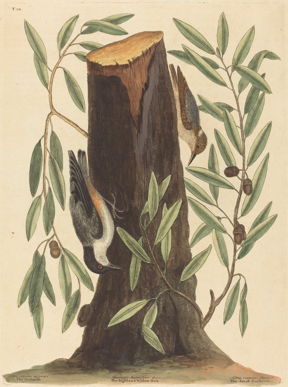 A Nuthatch Sitta Europaea 1754-ben jelent meg. alkotó: Mark Catesby