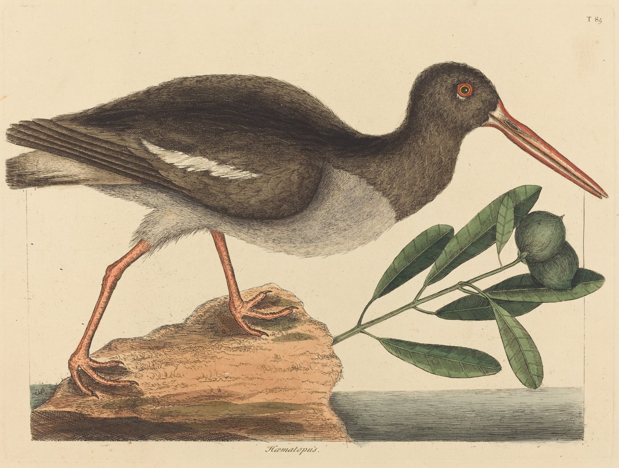 A Hoematopus ostralegus osztrigafogó, 1731-1743. alkotó: Mark Catesby