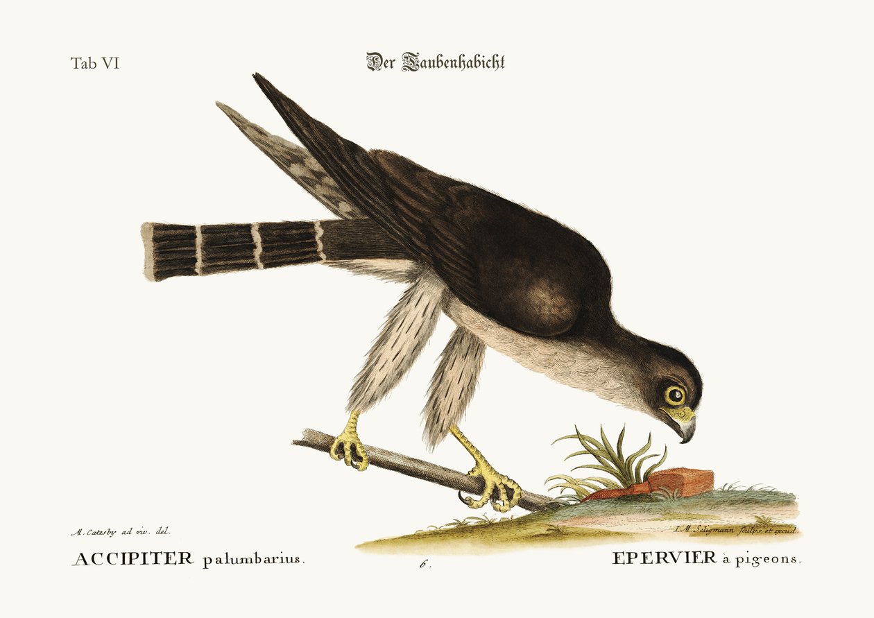 A galamb sólyom, 1749-73 alkotó: Mark Catesby