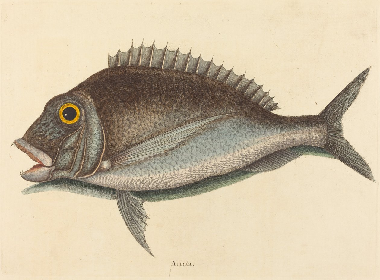 A porgy (Sparus chrysops) alkotó: Mark Catesby
