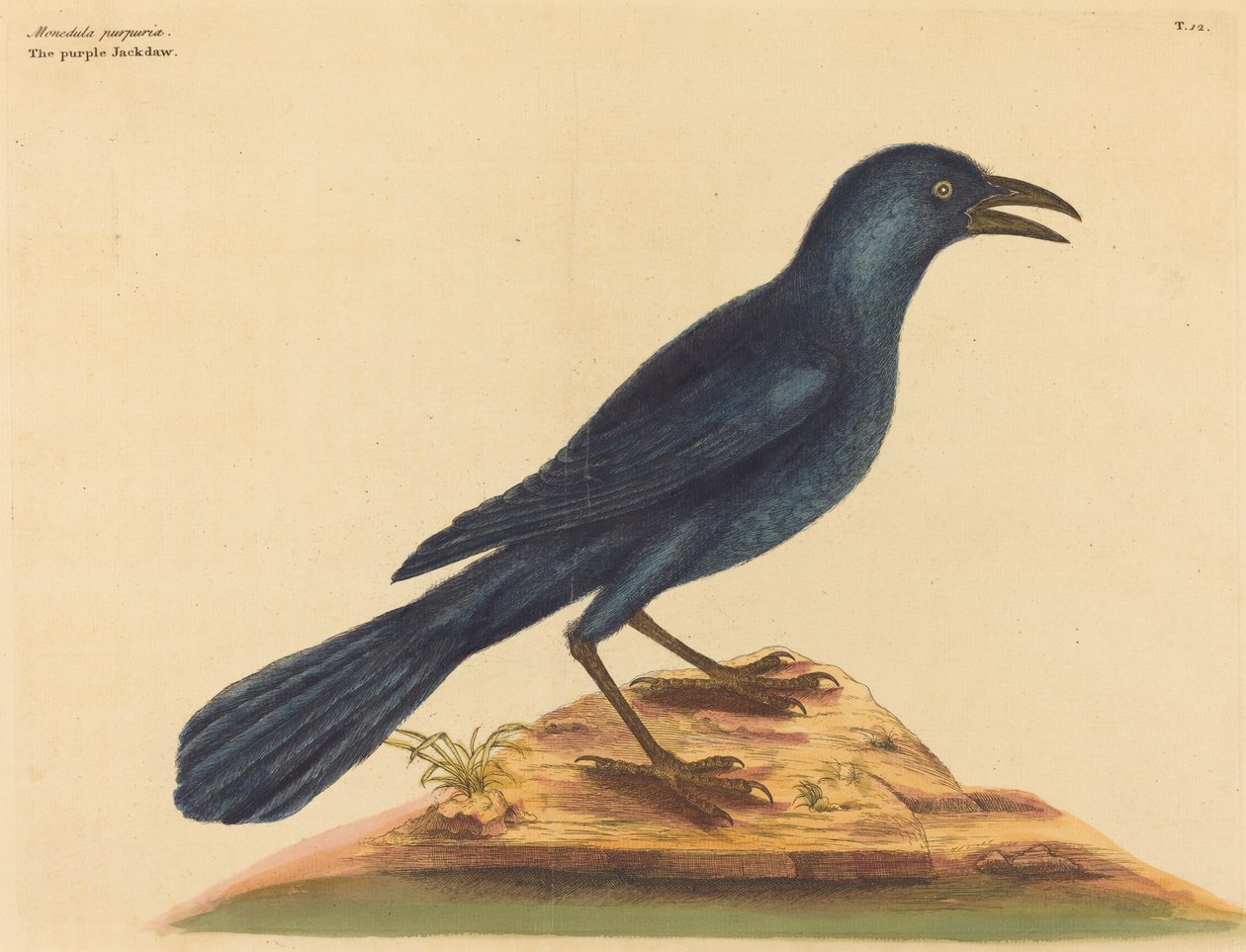 A lila Jack Daw (Gracula Quiscula) alkotó: Mark Catesby