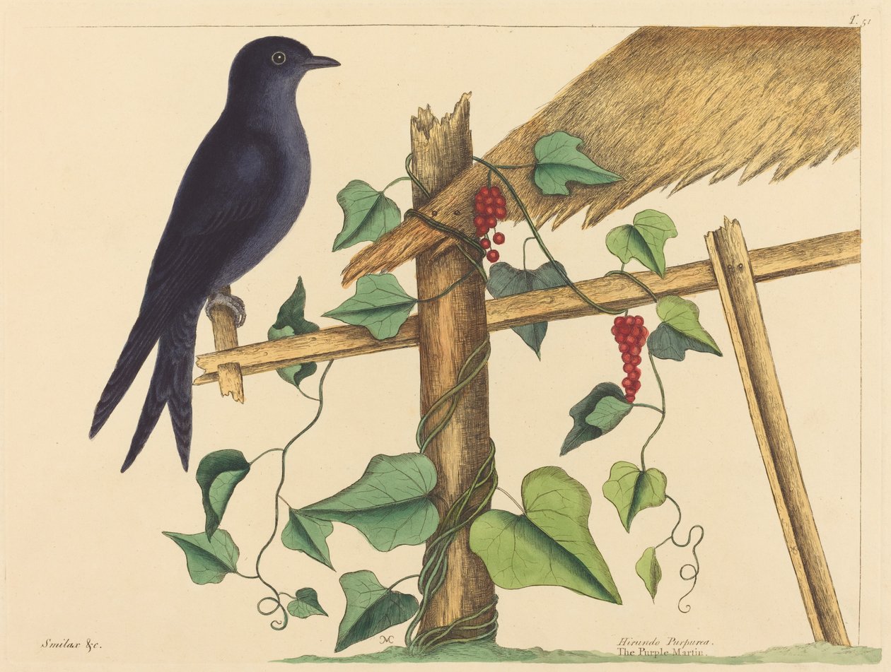 A lila Márton (Purple Martin) alkotó: Mark Catesby
