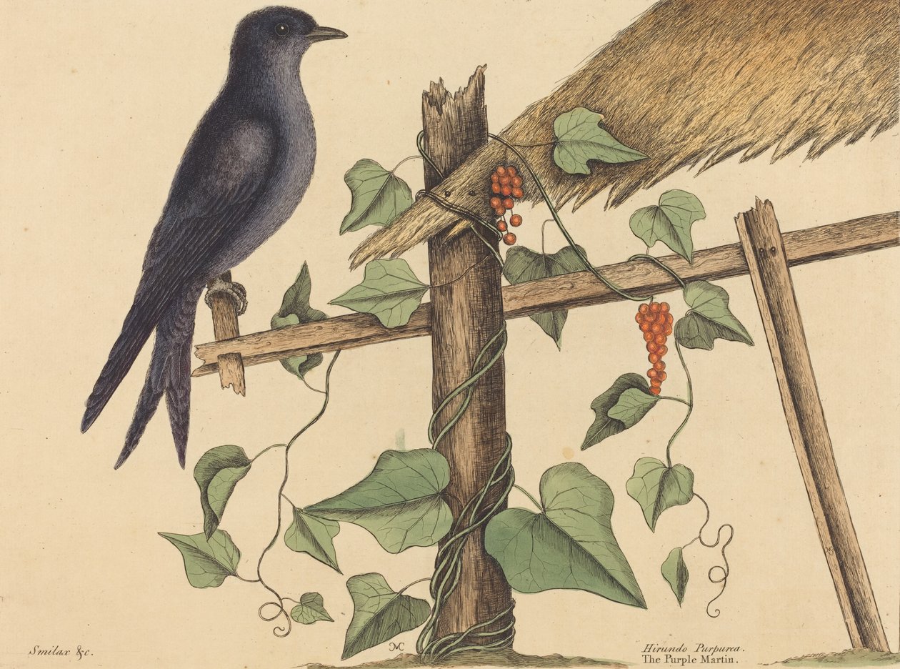 A Purple Martin Hirundo Purpurea, 1731-1731 alkotó: Mark Catesby
