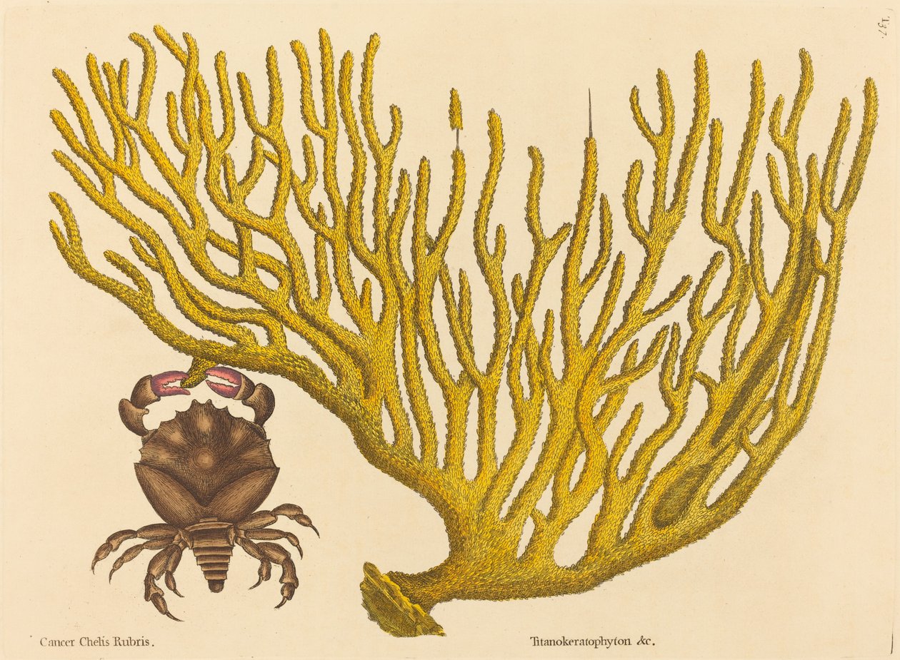 A vörös karmos rák (Cancer erythropus) alkotó: Mark Catesby