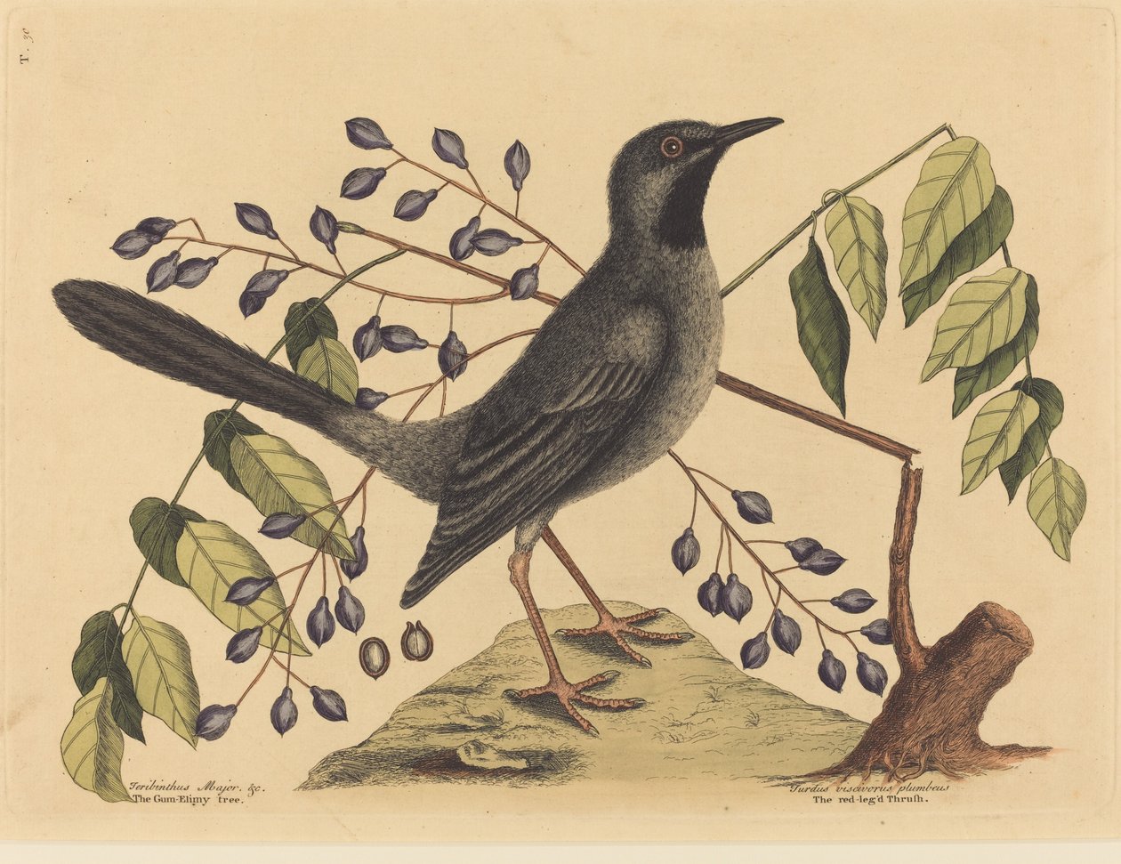 Vörös lábú rigó (Turdus plumbeus) alkotó: Mark Catesby