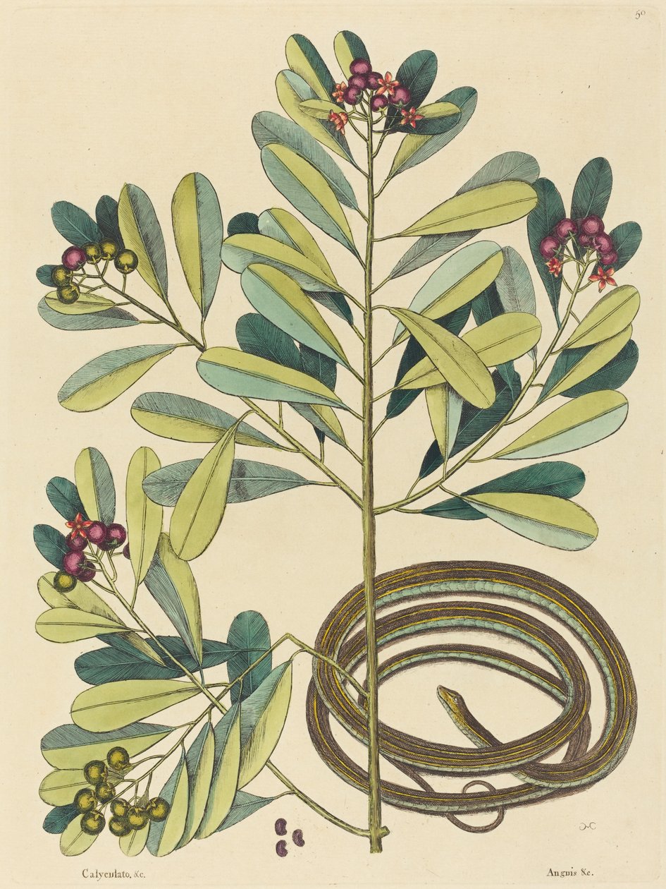 A szalagkígyó (Coluber saurita) alkotó: Mark Catesby