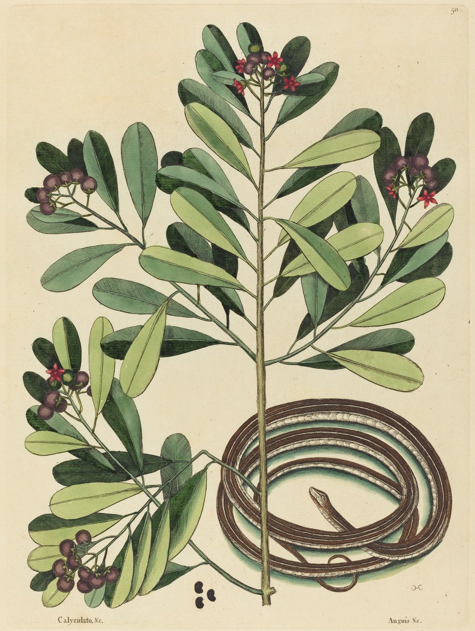 A szalagkígyó (Coluber saurita) alkotó: Mark Catesby