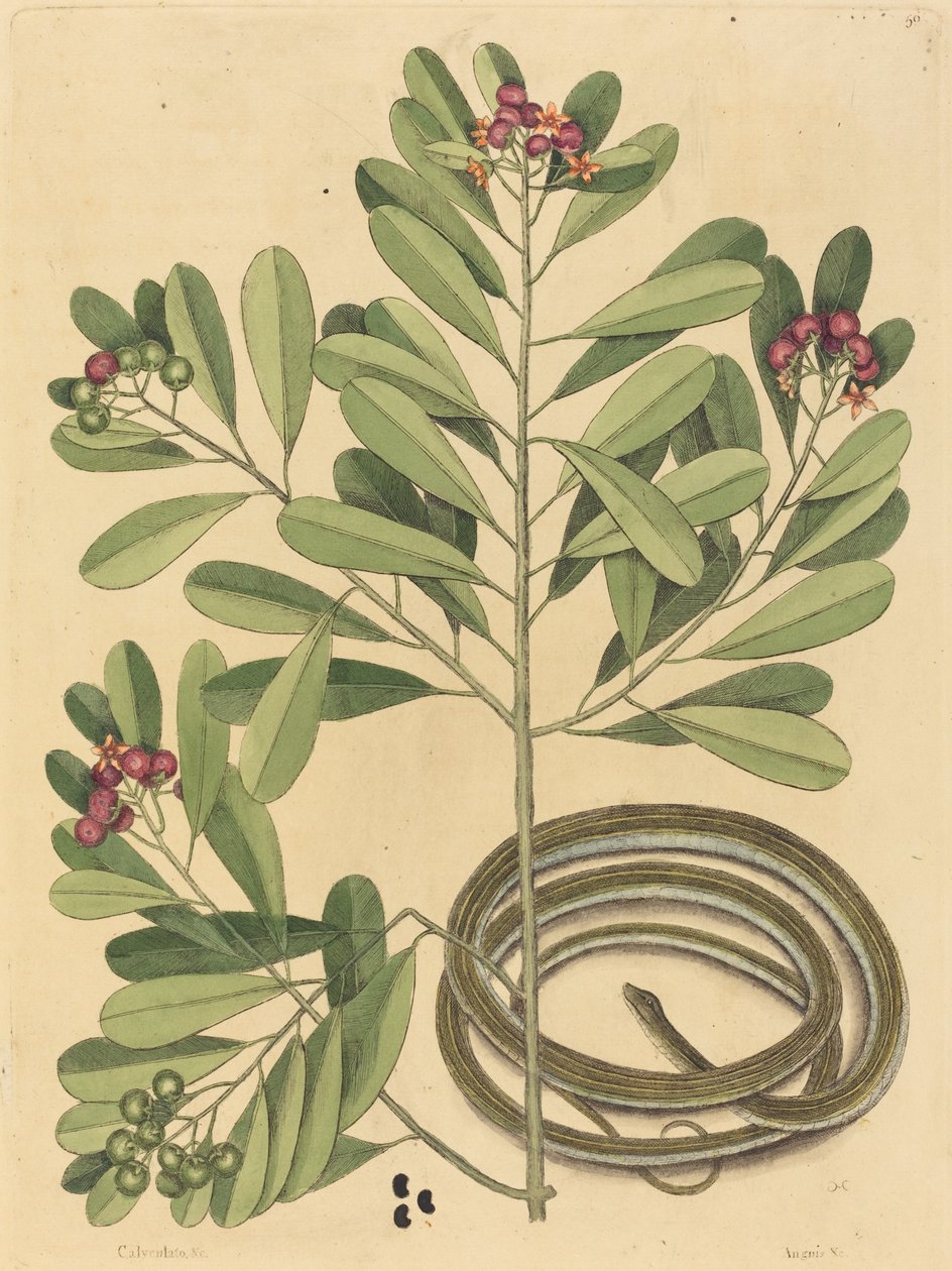 The Ribbon Snake Coluber saurita, 1731-1743 között. alkotó: Mark Catesby