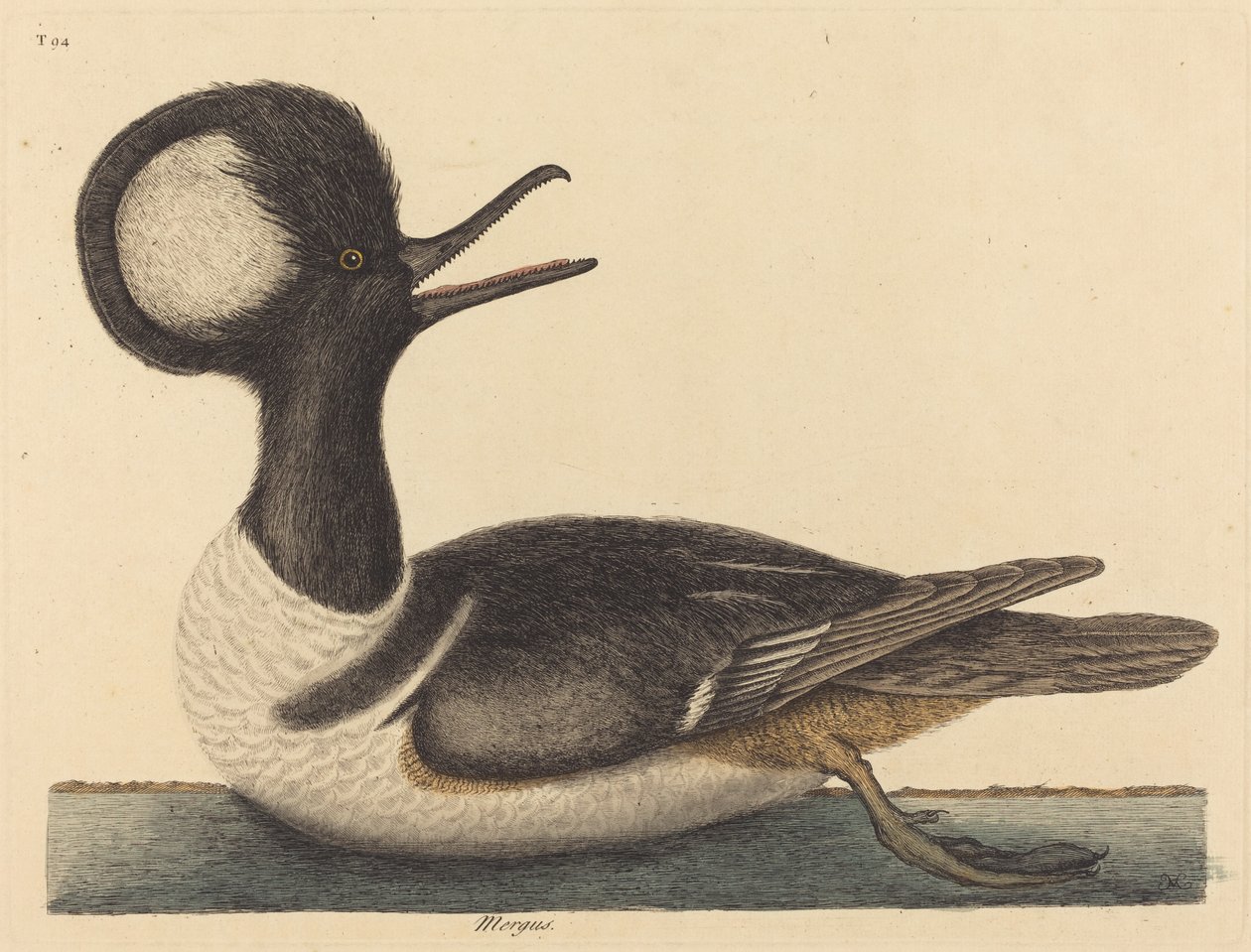 A kerek tarajos kacsa (Mergus cucullatus) alkotó: Mark Catesby