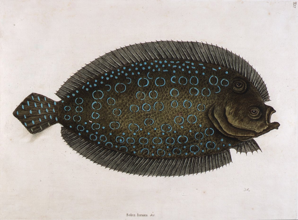 A Solea lunata (Solea lunata  c) alkotó: Mark Catesby