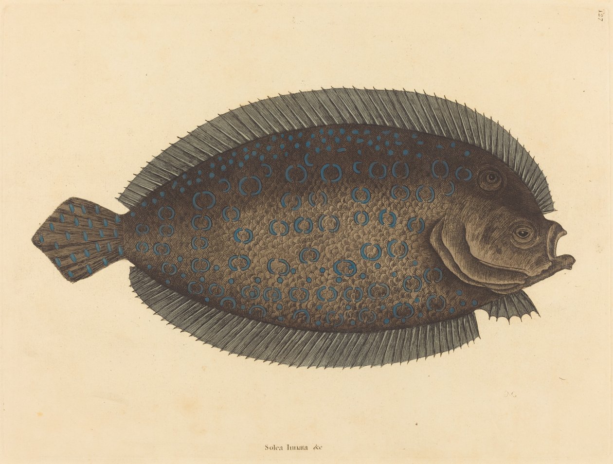 A Sole Pleuronectes lunatus, megjelent 1731-1743. alkotó: Mark Catesby