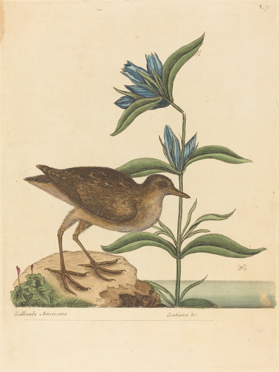 The Soree (Rallus Virginianus) alkotó: Mark Catesby