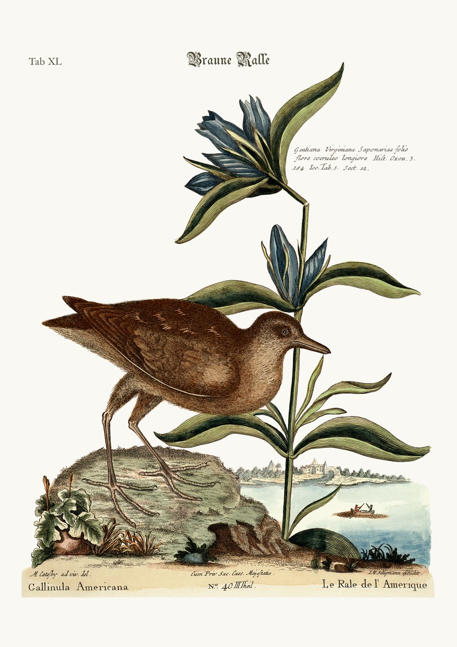 The Soree, 1749-73 alkotó: Mark Catesby