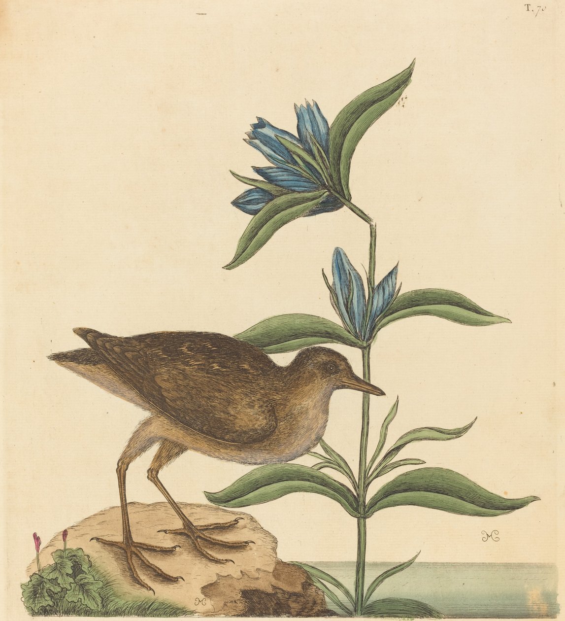 A Soree Rallus Virginianus, 1731-1743 között. alkotó: Mark Catesby