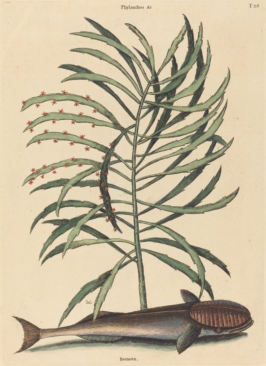 A szívó hal (Echeneis Naucratis) alkotó: Mark Catesby