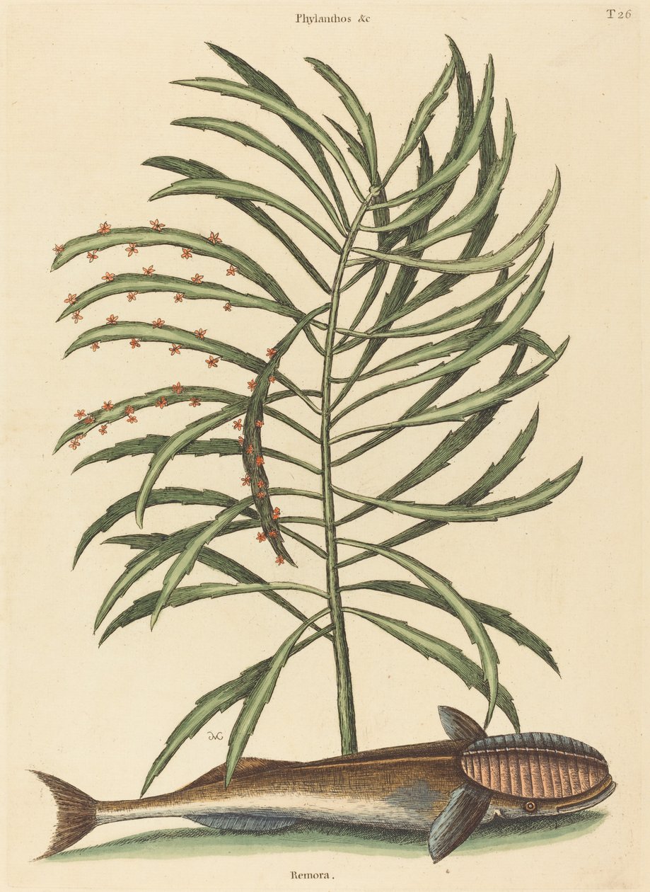 A Sucking Fish Echeneis naucratis, 1731-1743 között. alkotó: Mark Catesby