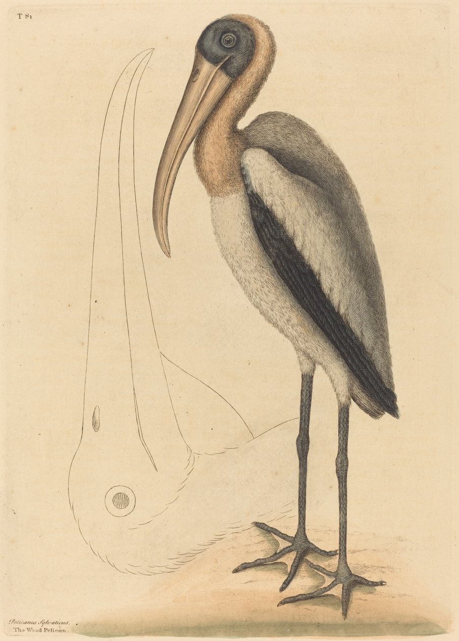 The Wood Pelikán (Tantalus Loculator) alkotó: Mark Catesby